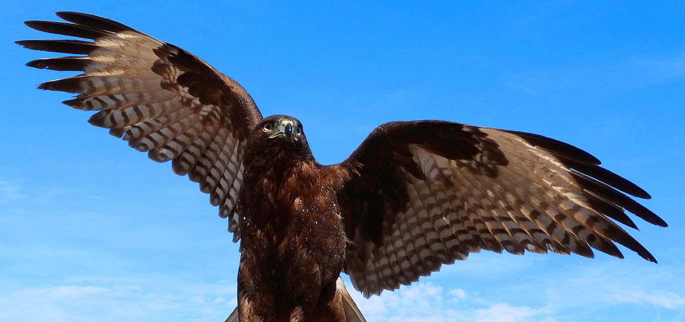 A golden eagle with outstretched wings perched against a blue sky.