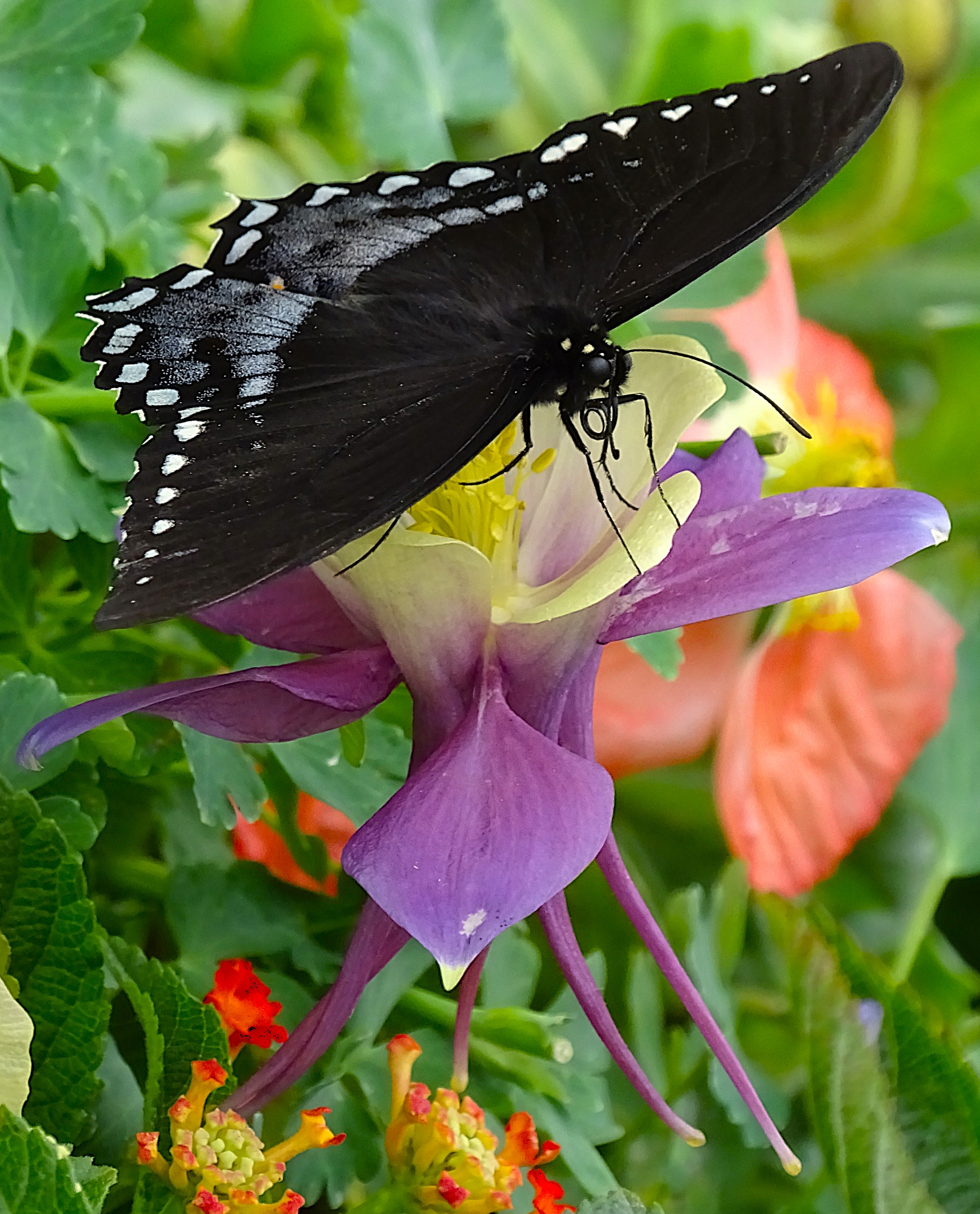 A black butterfly with white spots resting on a purple flower surrounded by green foliage and other colorful flowers.