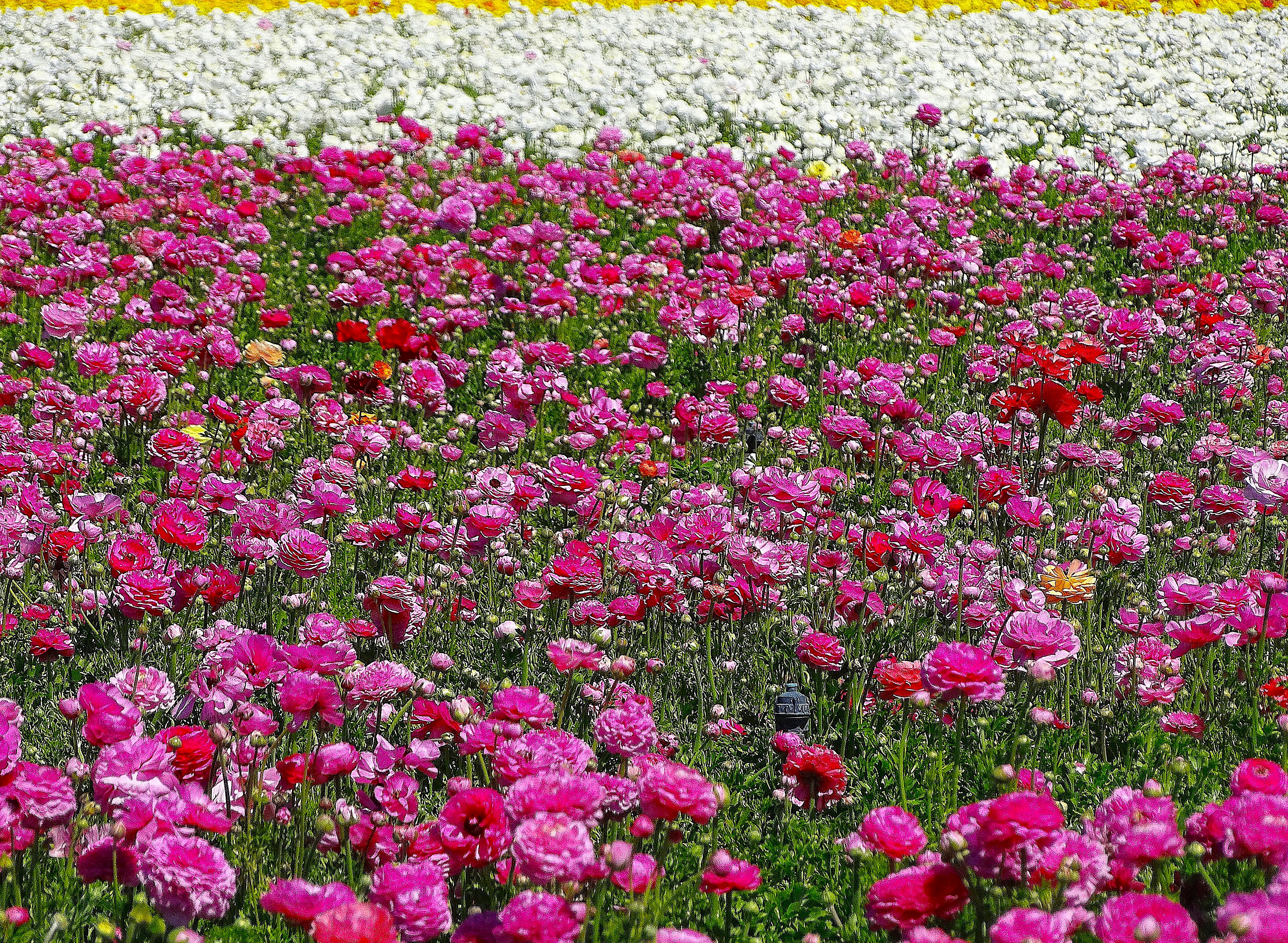 A vibrant field filled with blooming pink ranunculus flowers, interspersed with red and yellow blossoms, stretching across the landscape.
