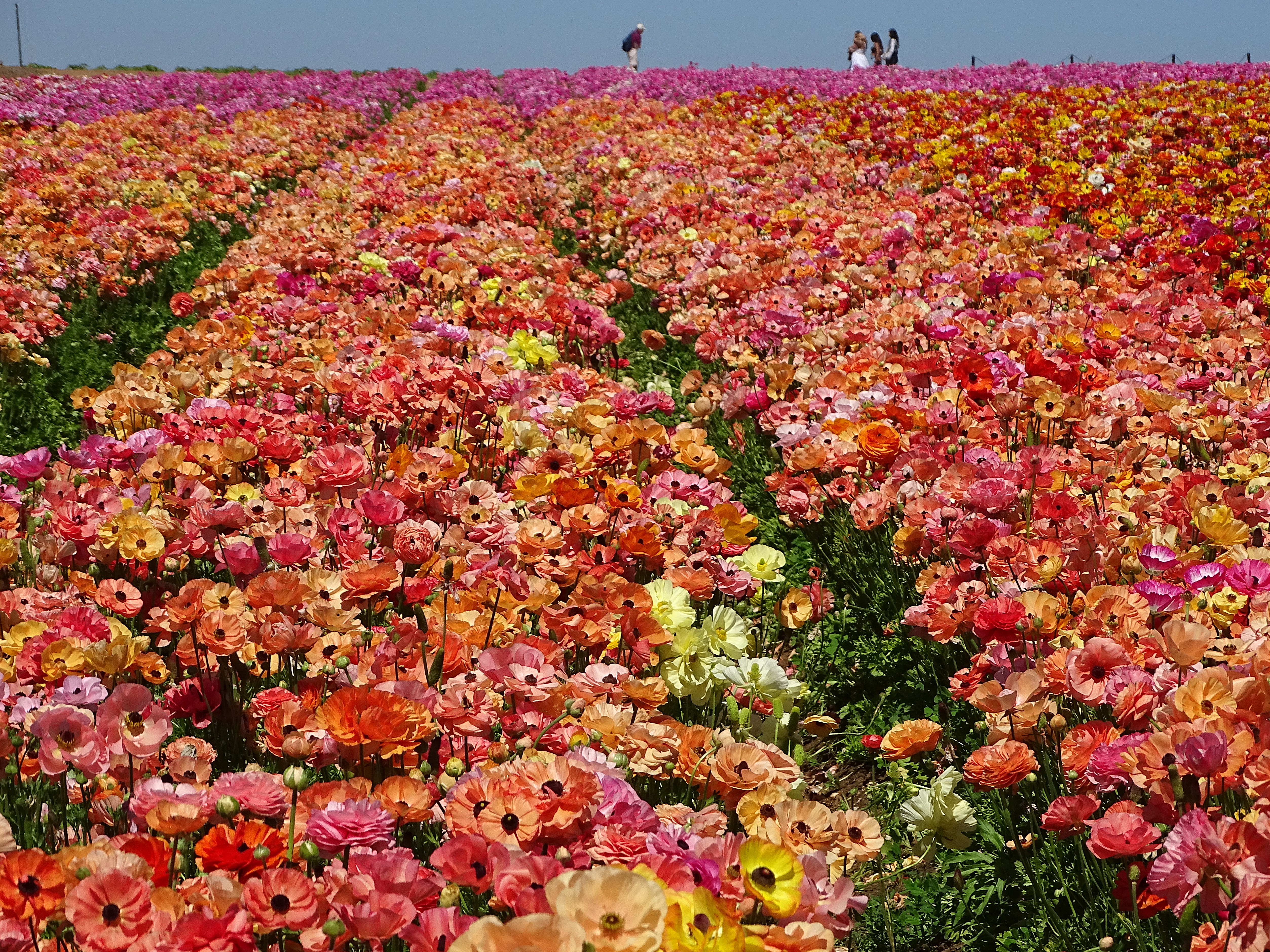 A vibrant field filled with multicolored ranunculus flowers in shades of pink, orange, and yellow, with people walking in the background.