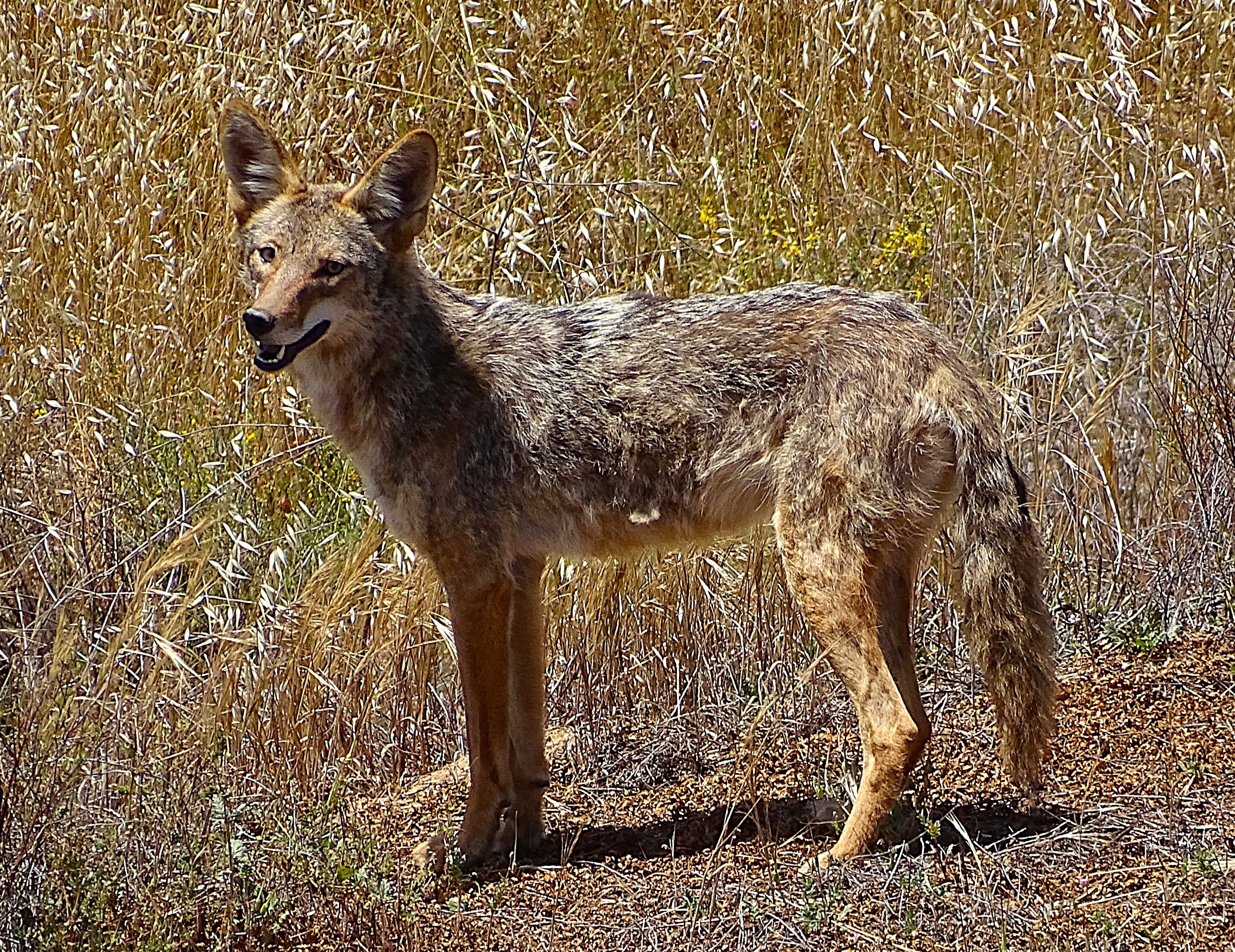 A coyote standing in a field of dry grasses, looking towards the camera with a slight smile.