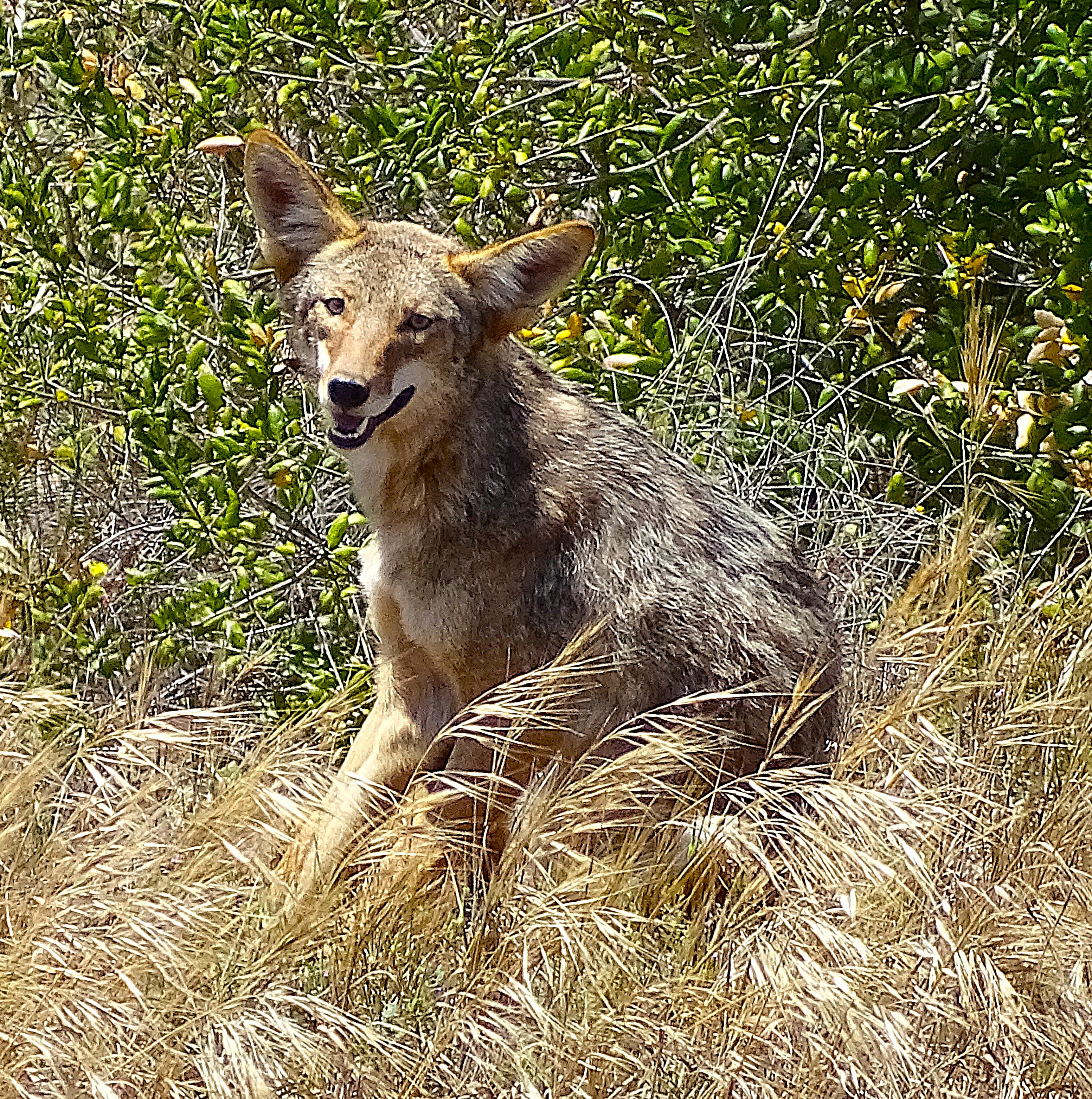 A coyote sitting in tall grass, with greenery in the background.