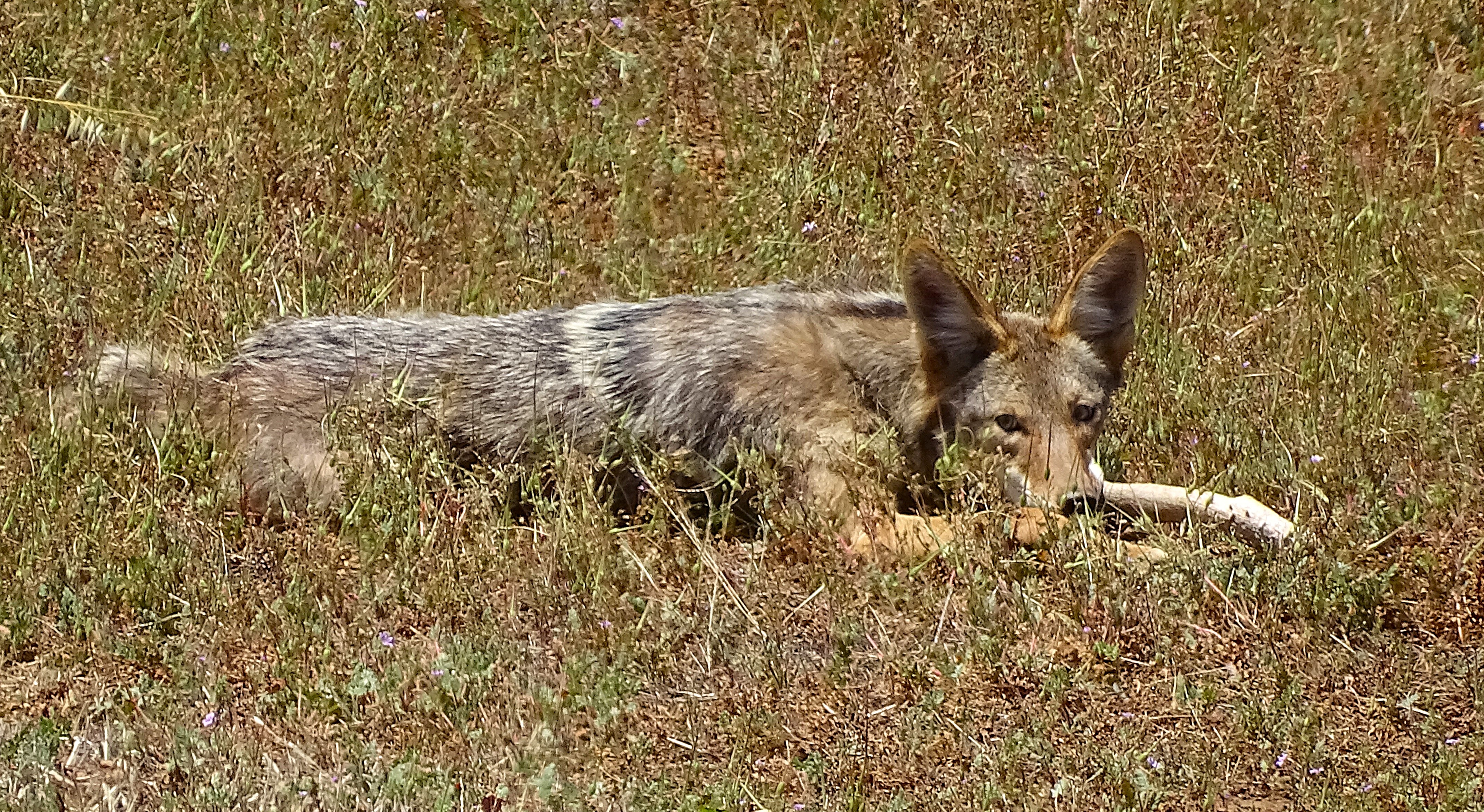 A coyote lying on the grass with a stick in its mouth, surrounded by sparse vegetation and flowers.