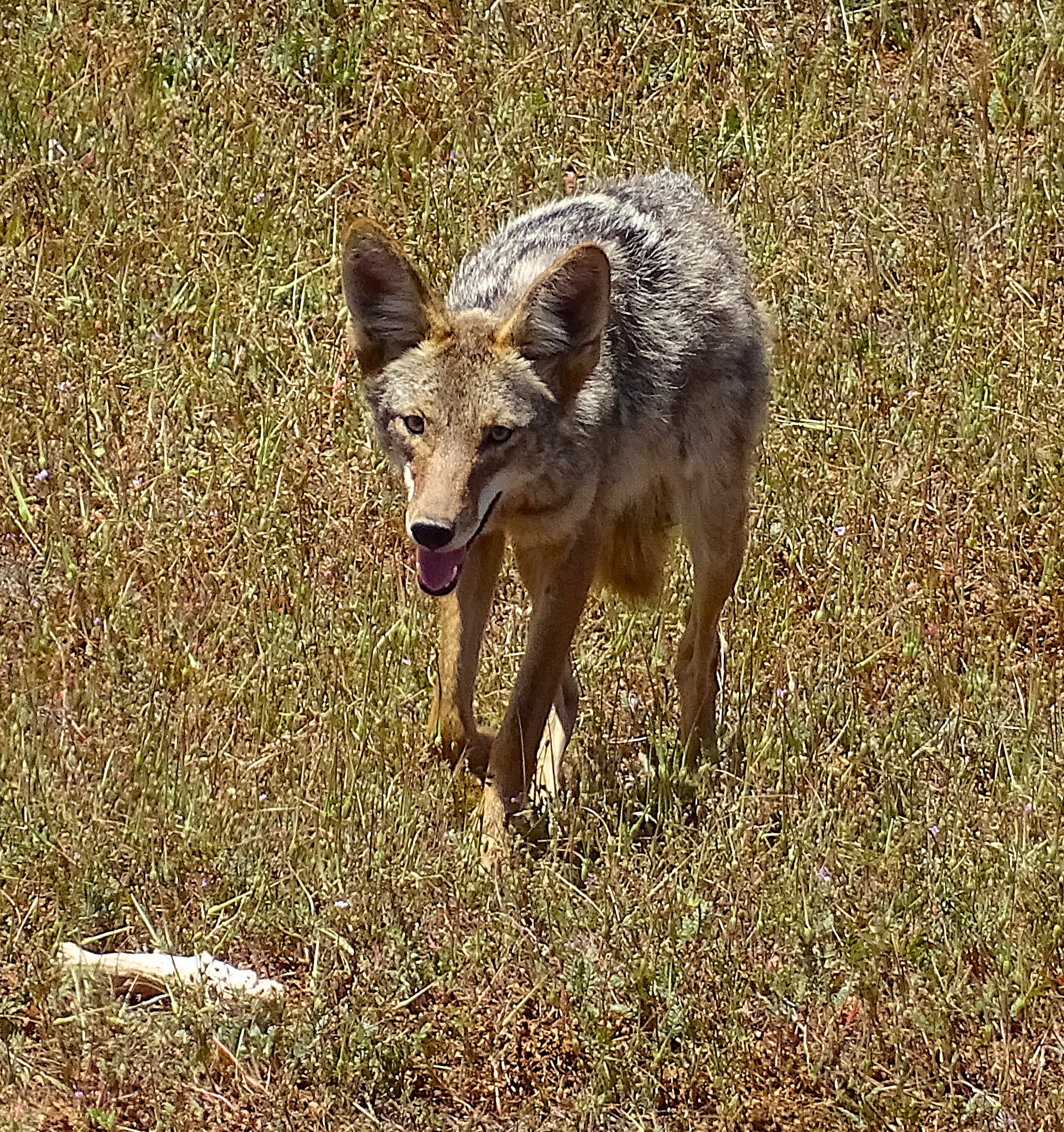 Coyote walking through a grassy field, with its tongue out and alert expression.