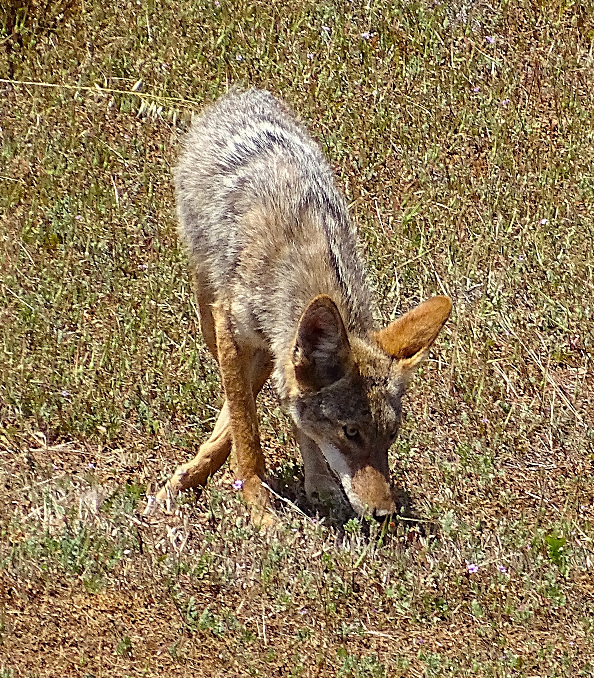 A coyote sniffing the ground in a grassy field.