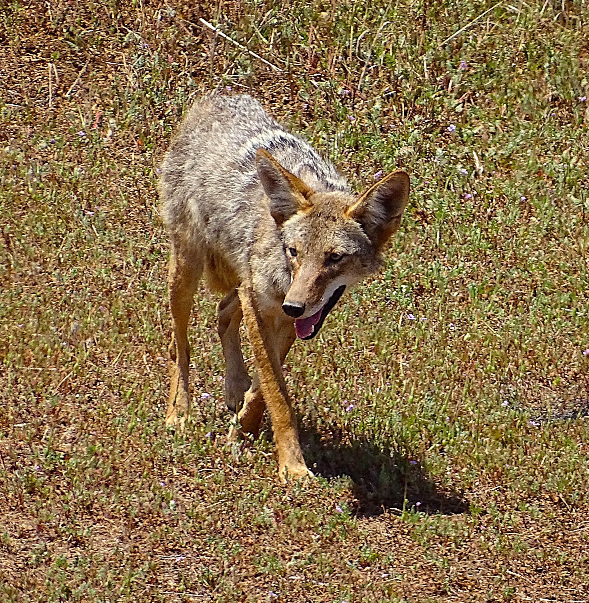A coyote walking through a grassy field, with its tongue out, showcasing its natural habitat.