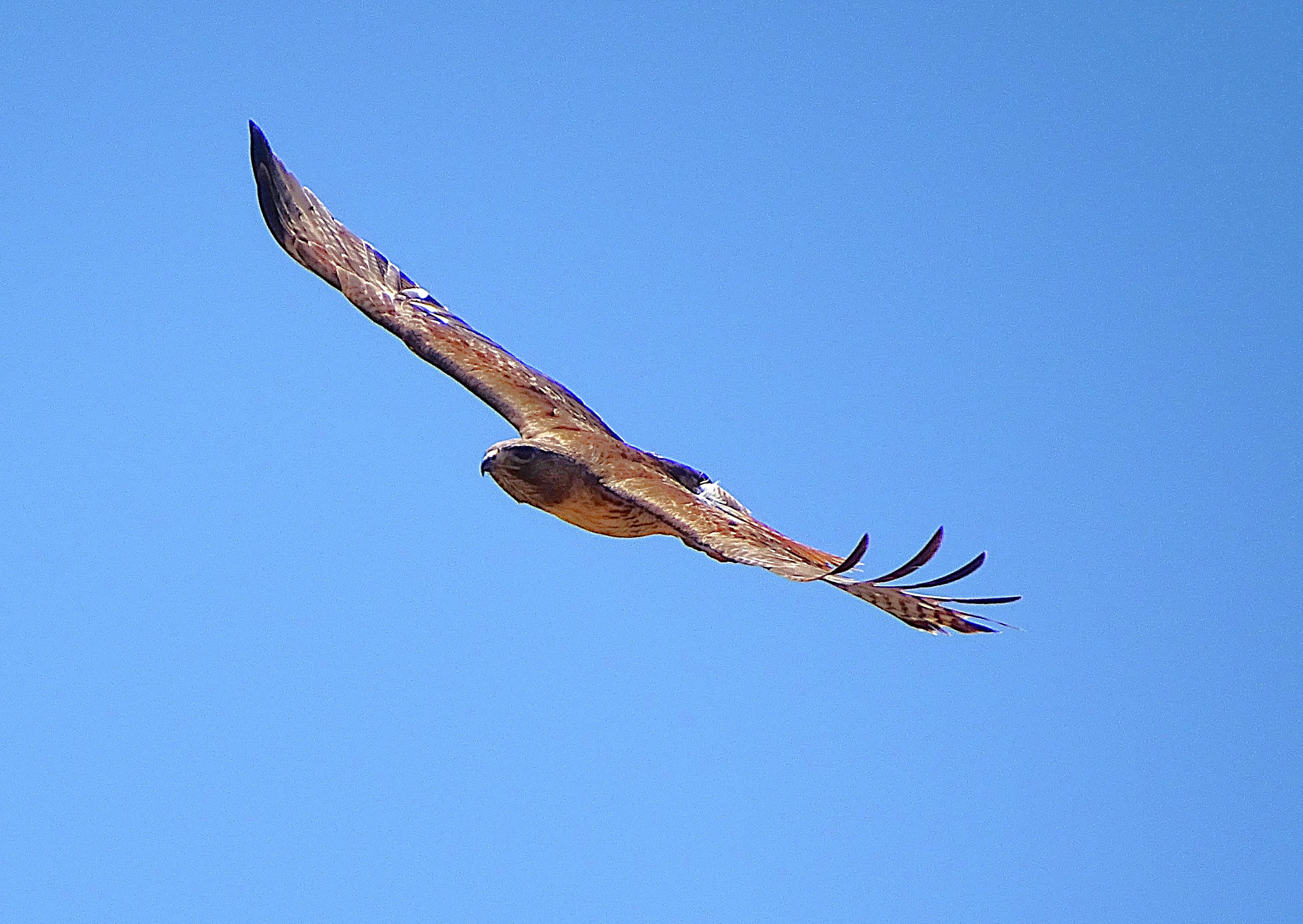 A soaring hawk with outstretched wings against a clear blue sky.
