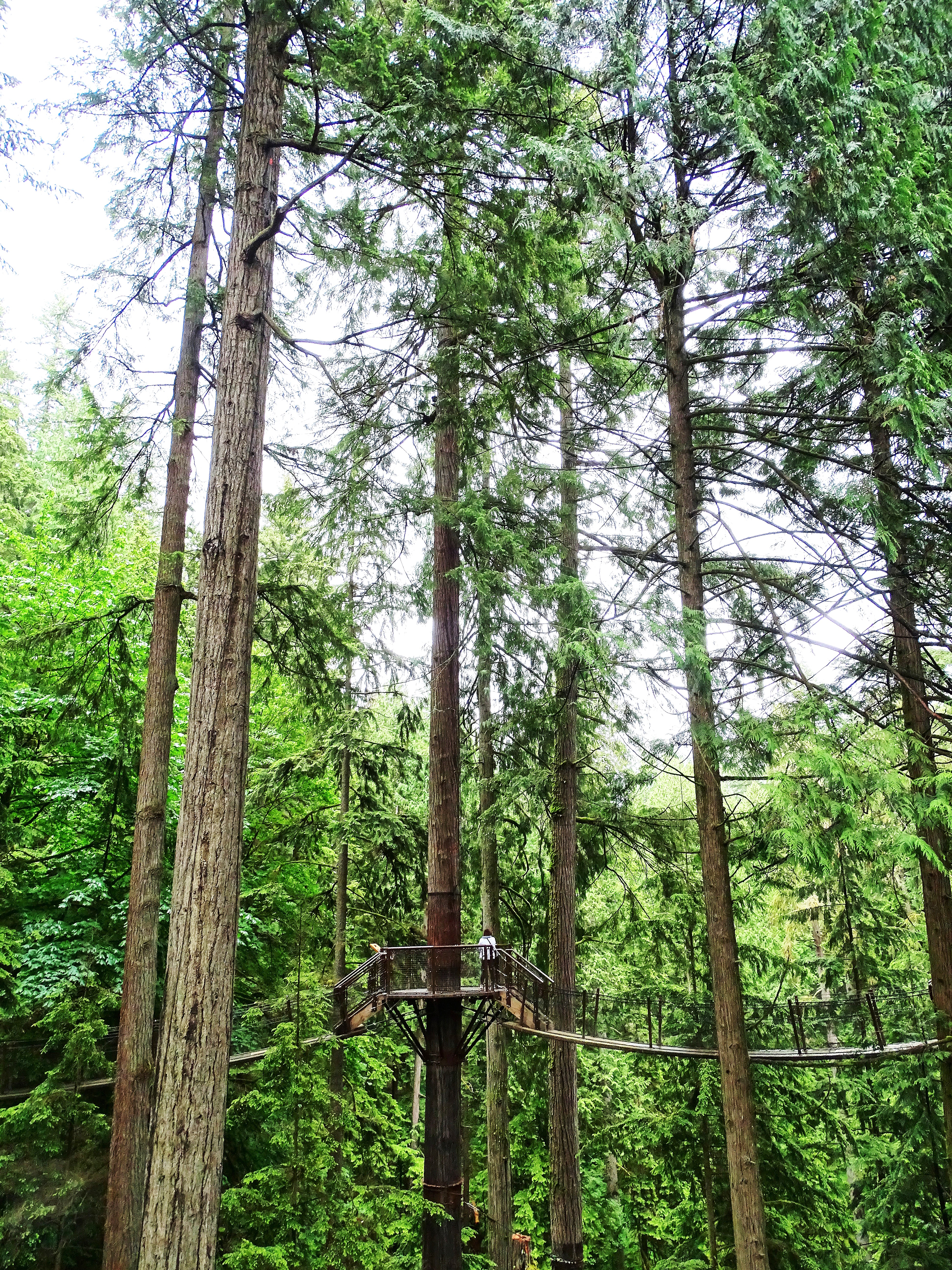 A tall wooden platform surrounded by towering green trees in a forested area, with two people standing on the platform.