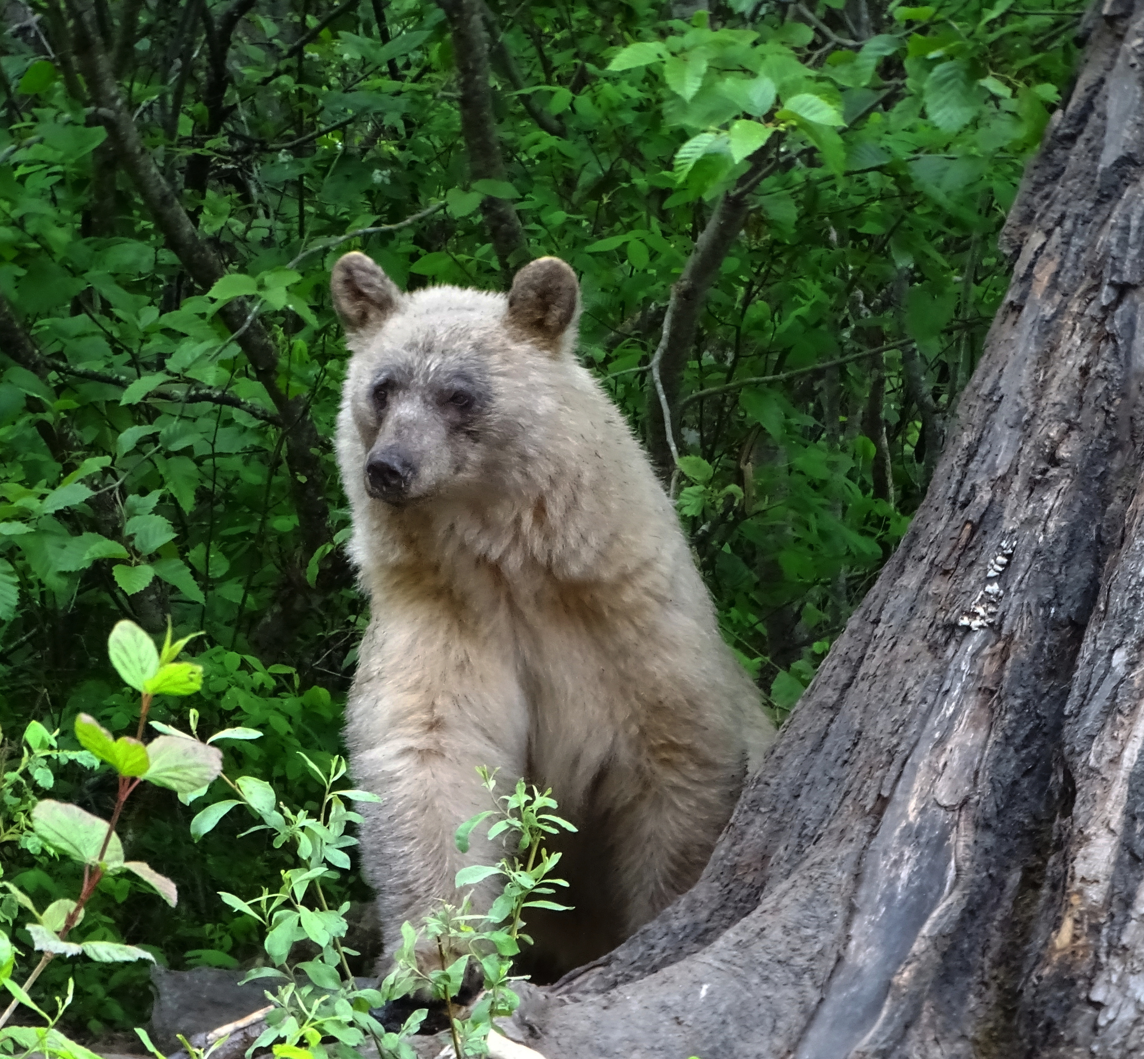 A bear sitting beside a tree in a dense, green forest.