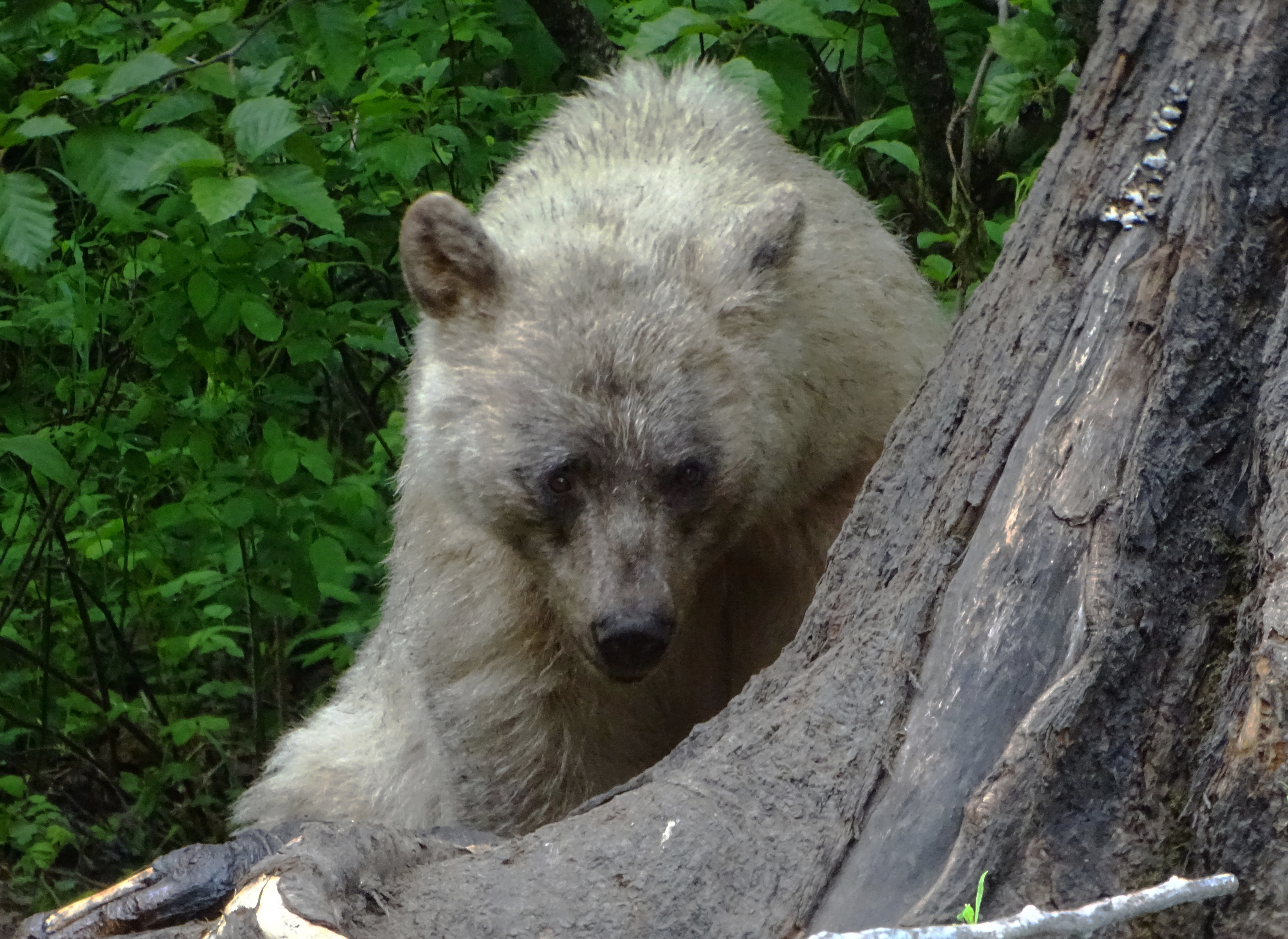 A close-up of a bear partially hidden behind a tree stump, surrounded by lush green foliage.