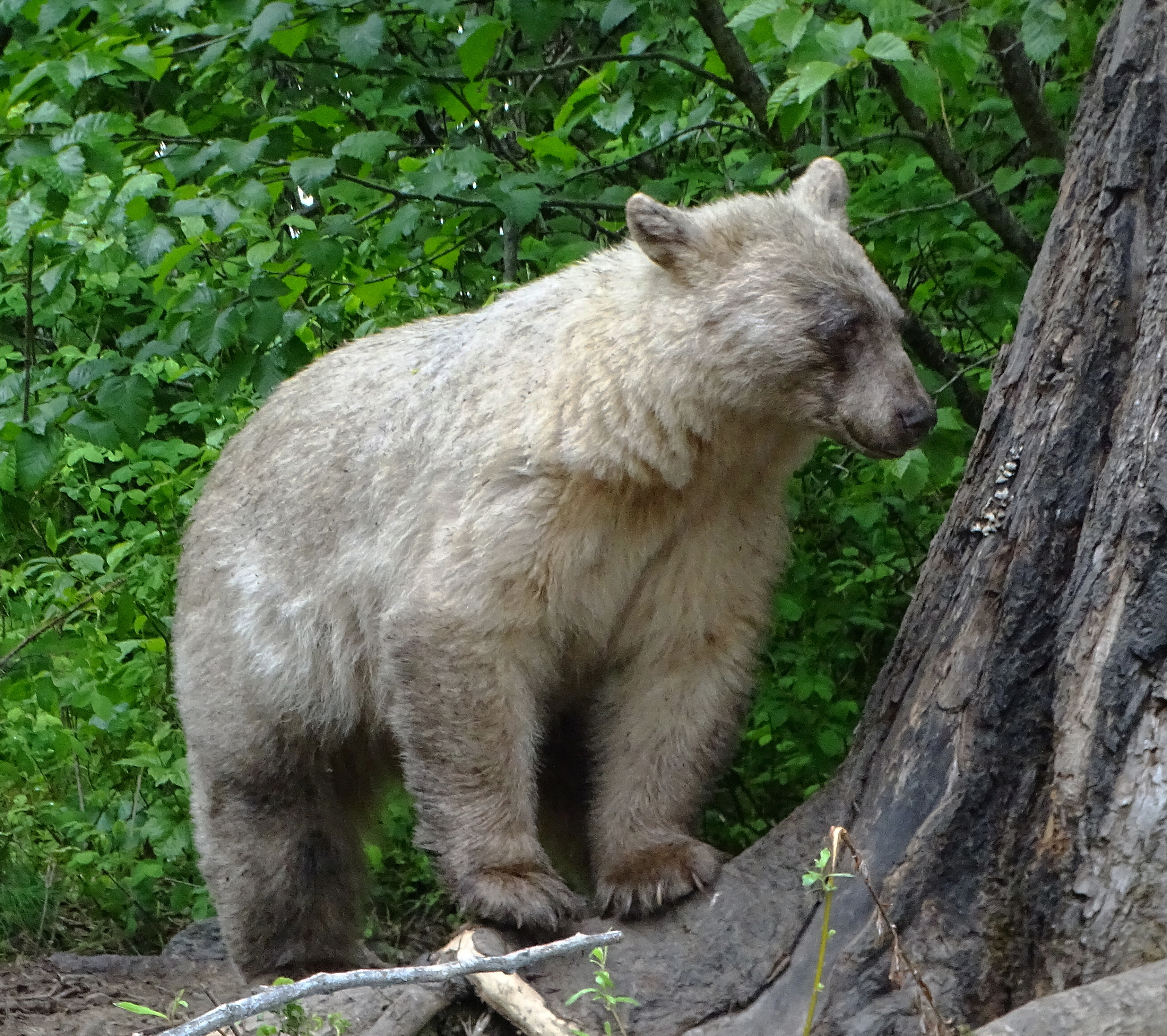 A light-colored bear standing next to a tree in a green forest setting.