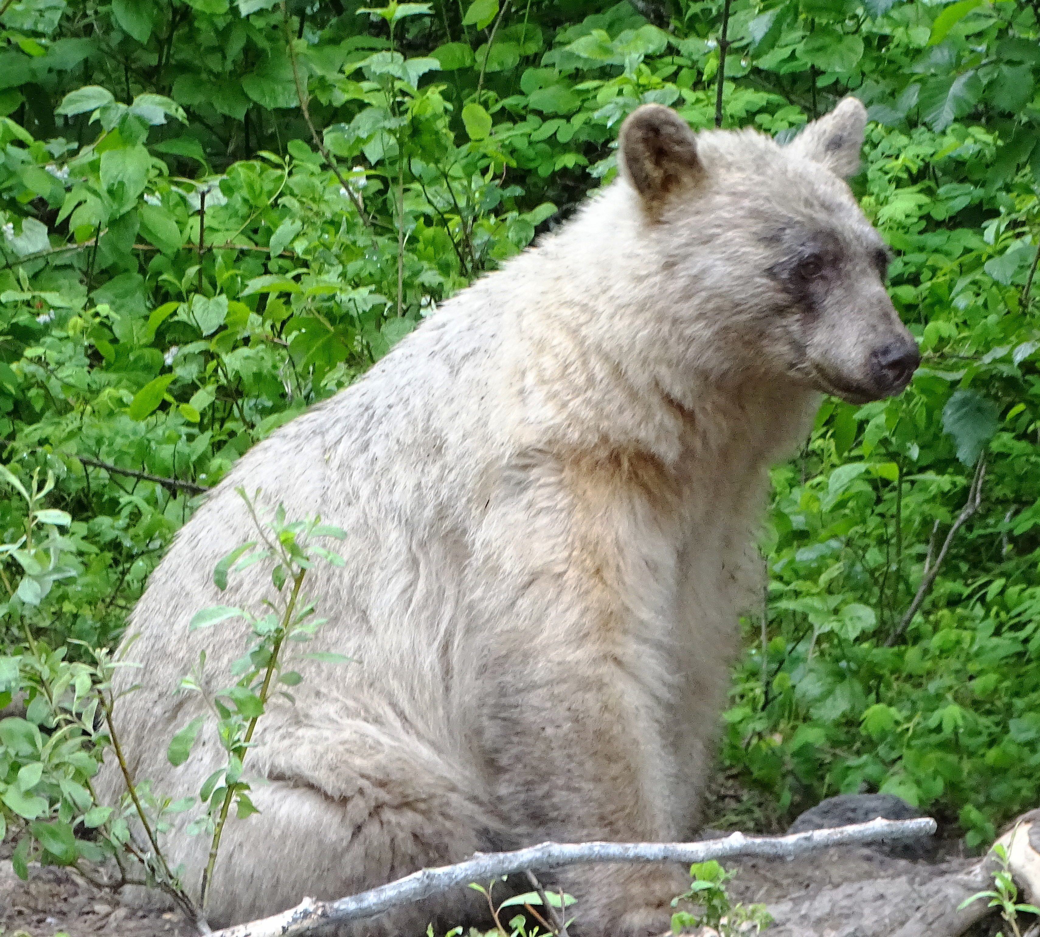 A light-colored bear sitting among green foliage in a natural setting.