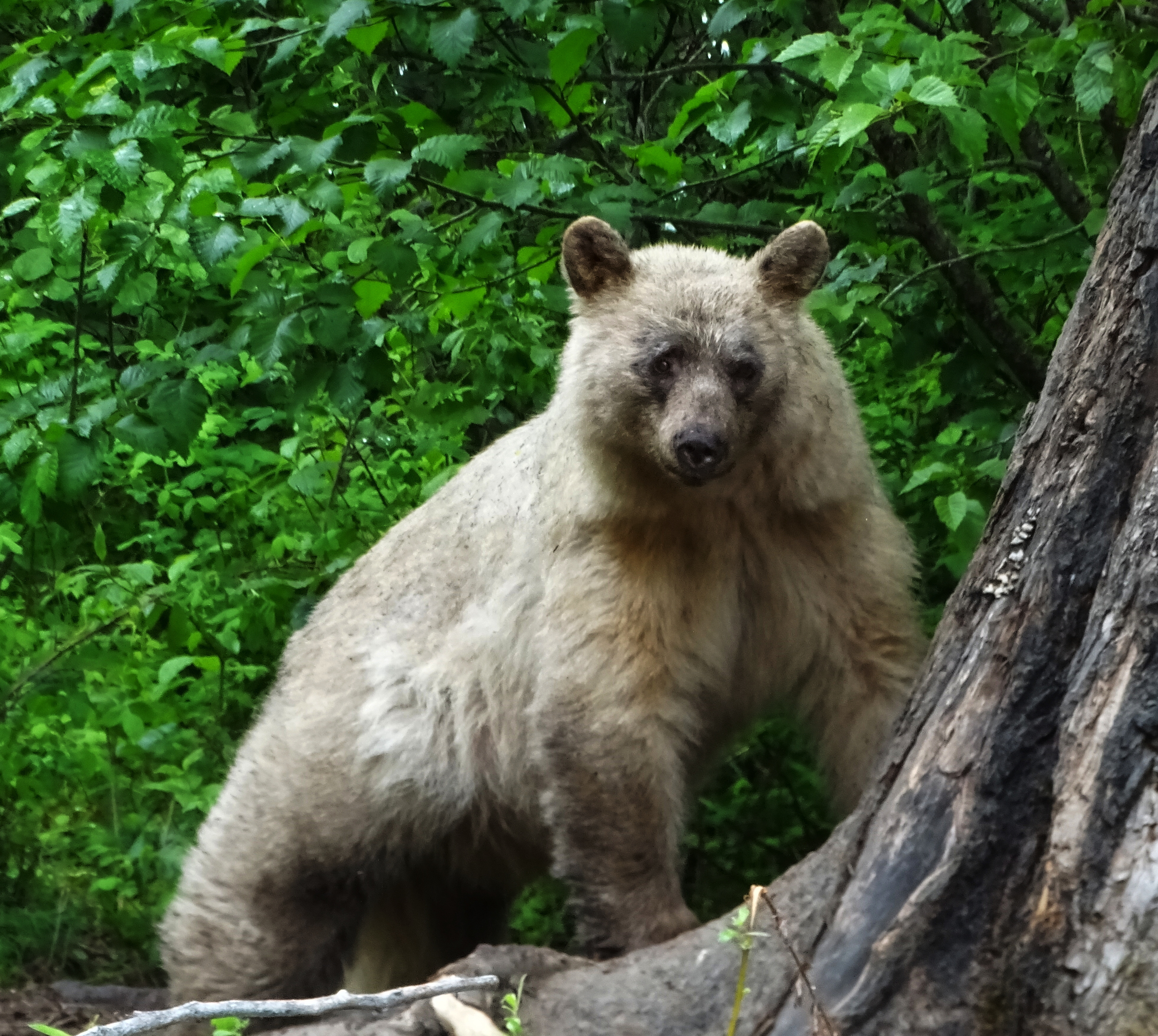 A light-colored bear standing near a tree in a lush green forest.