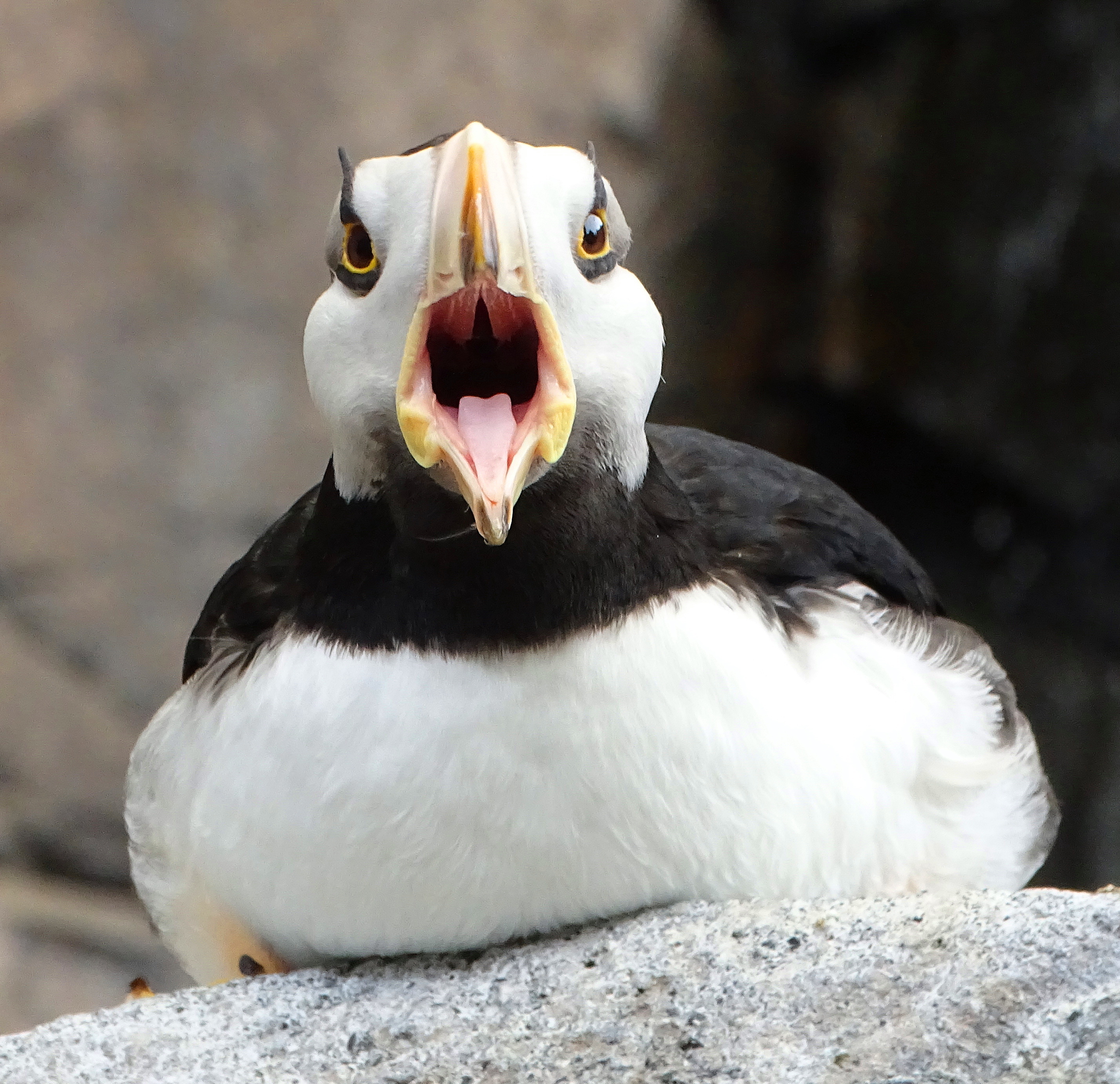 Close-up of a puffin with its mouth open, perched on a rock, displaying its colorful beak and expressive eyes.