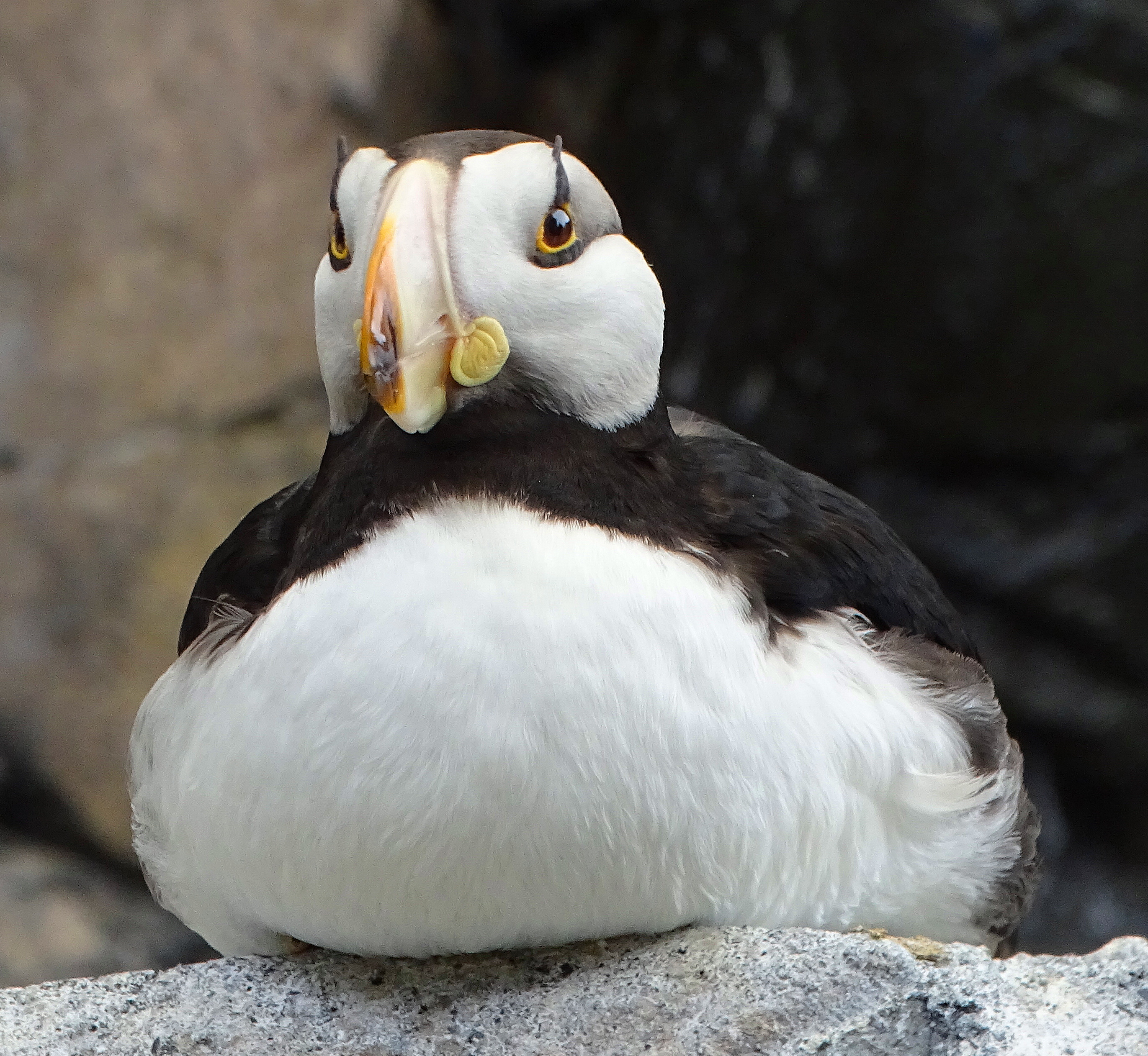 A close-up of a puffin perched on a rocky surface, featuring its distinct black and white plumage, orange and yellow beak, and large, expressive eyes.