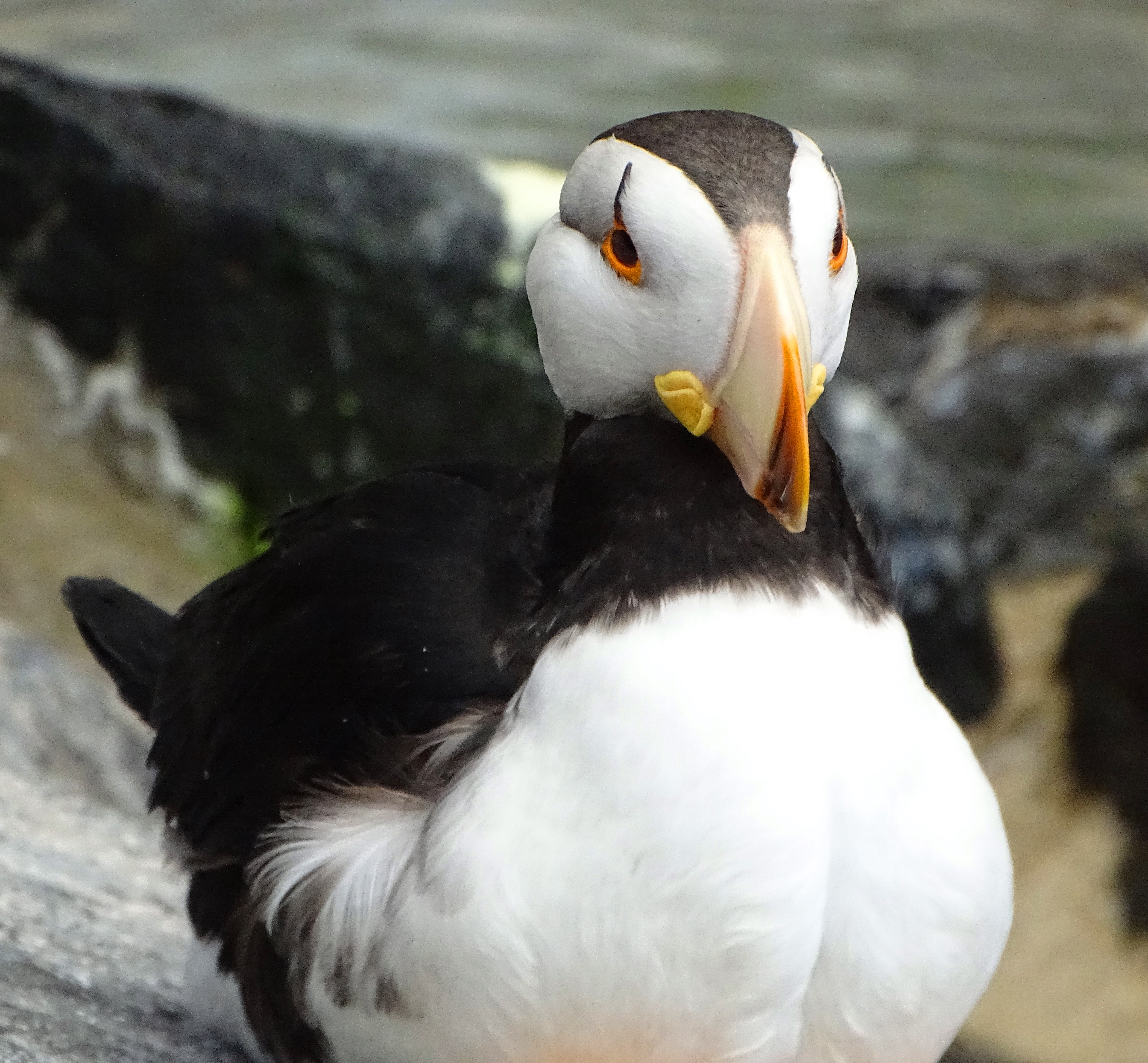 A close-up of a puffin with a black and white body, orange beak, and striking white face, perched on a rocky surface near water.