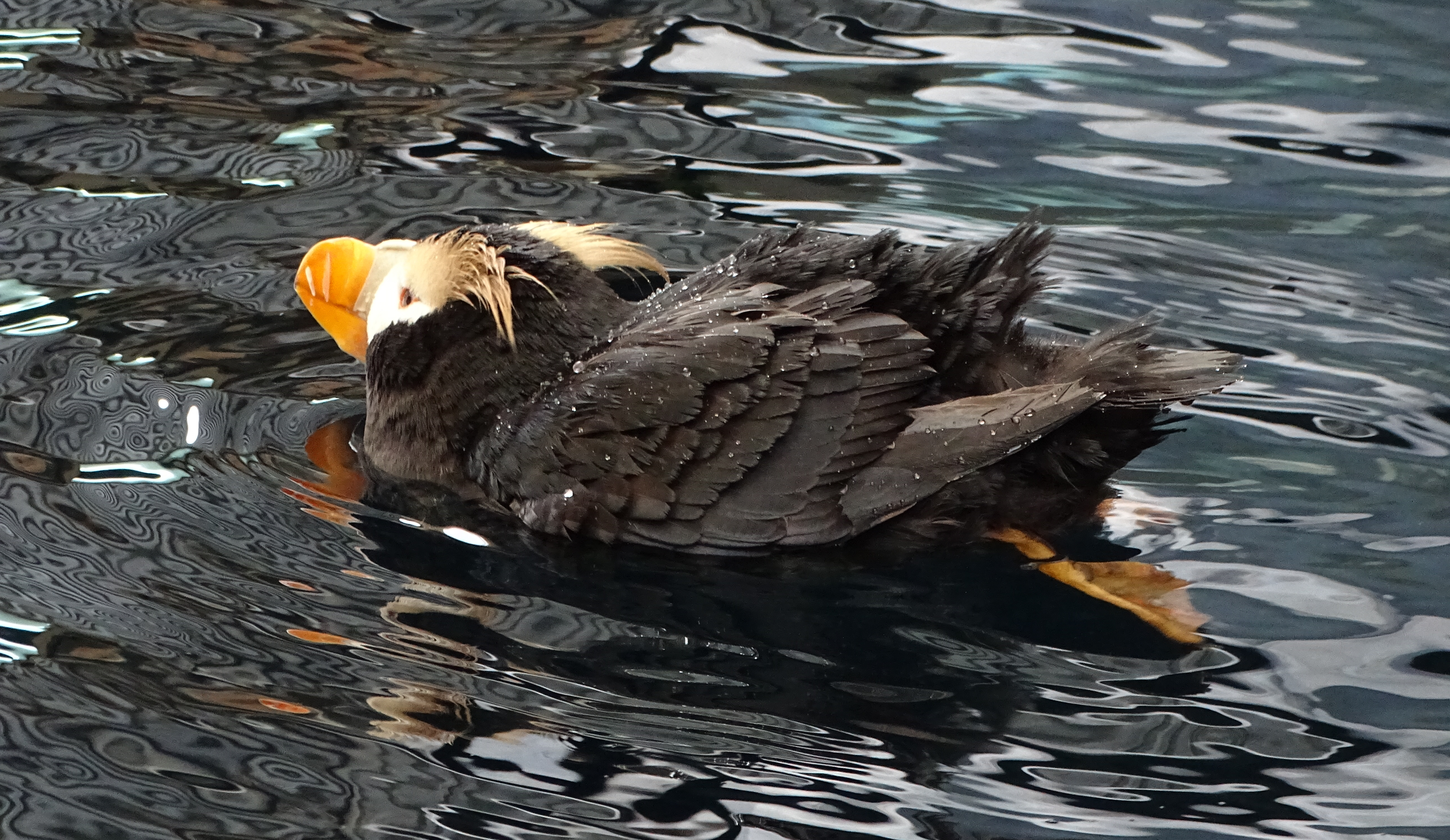 A tufted puffin swimming in dark, rippling water, with its distinctive orange beak and wet feathers.