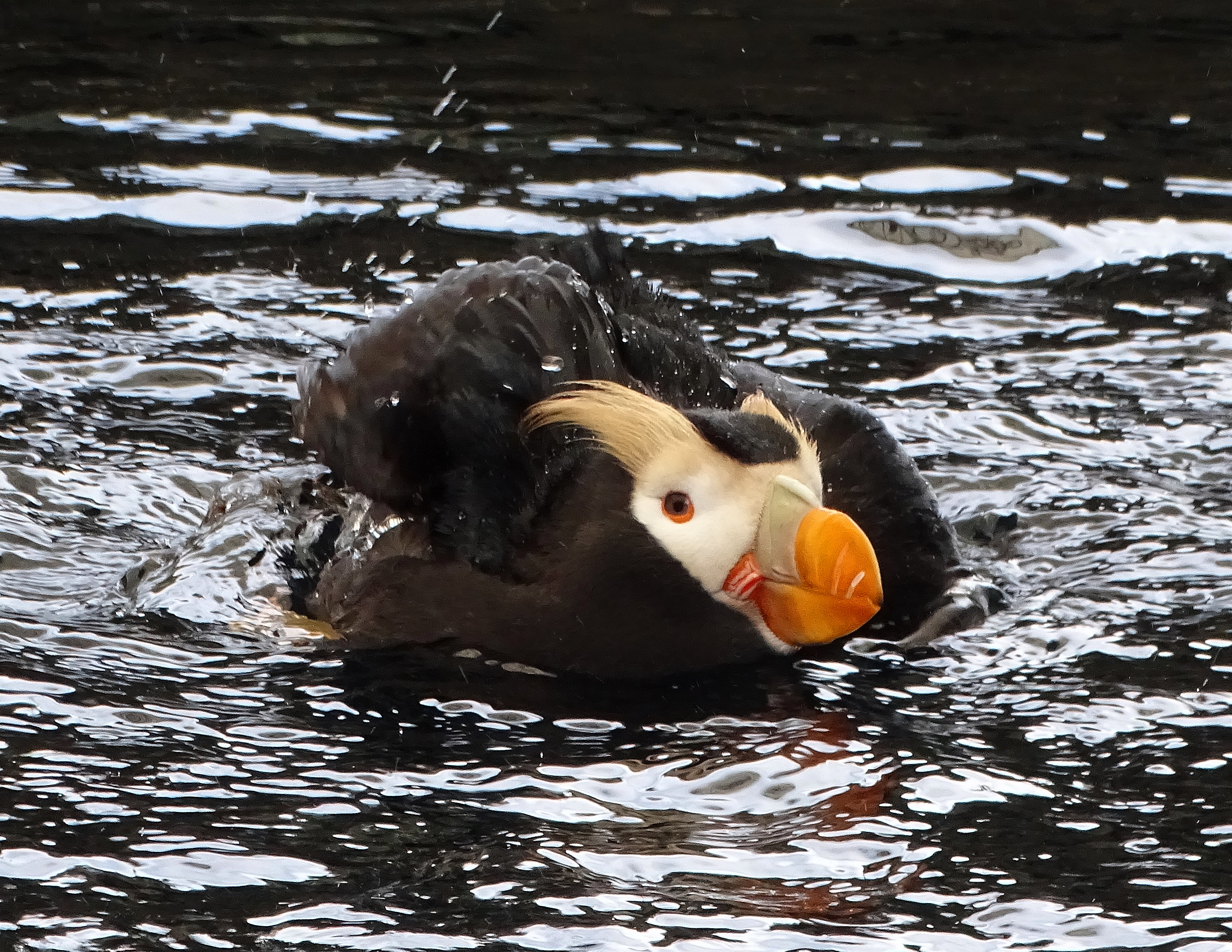 A tufted puffin splashing in water with its distinctive orange bill and black feathers.
