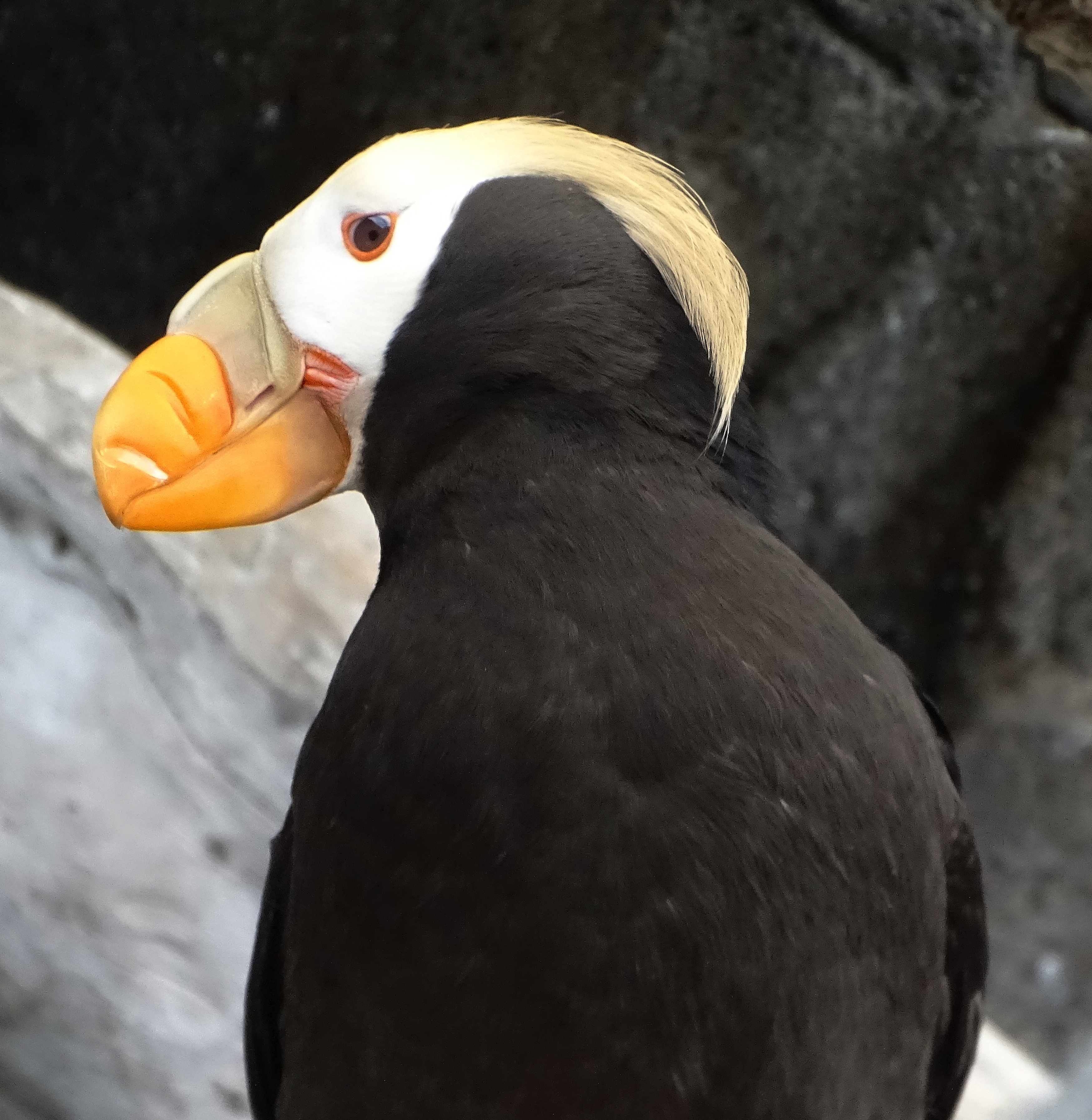 Close-up of a puffin with distinctive orange bill and white face, showcasing its black body and light-colored tufted feathers on the head.